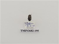 藏品(鞘翅目(2))的圖片